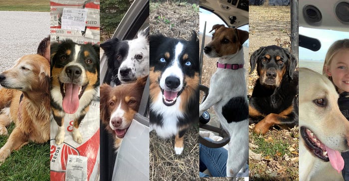 farm dog collage