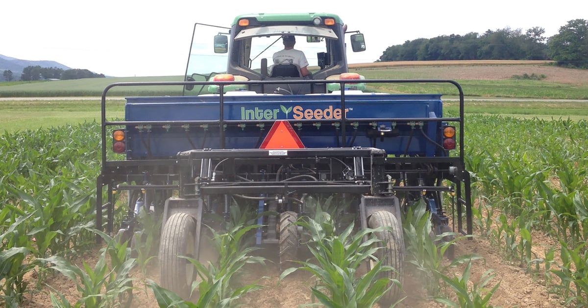 Can interseeding cover crops work?