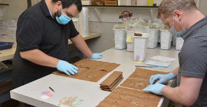 MCIA registered seed technologist Sam Banks and lab manager Chase Mowry check samples of black oats for germination