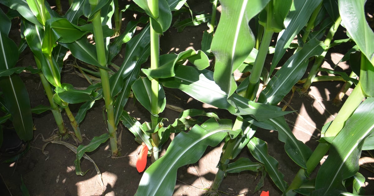 Simple demo shows corn’s ability to recover