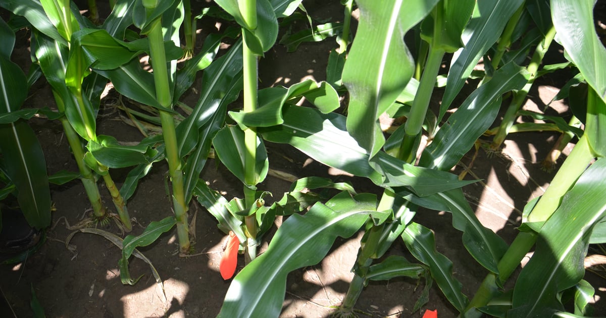 Defeated Corn Simple demo shows corn’s ability to recover