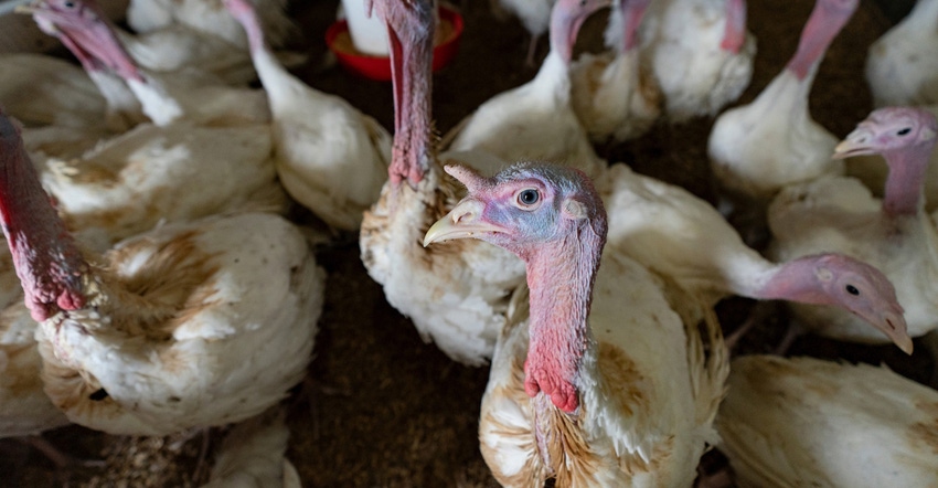 mckenzie-turkey.jpg mckenzie-turkey.jpg