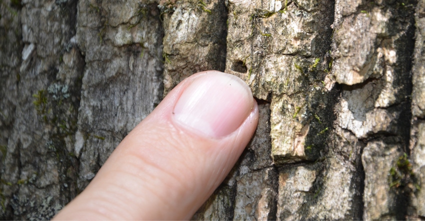 emerald ash borer damage