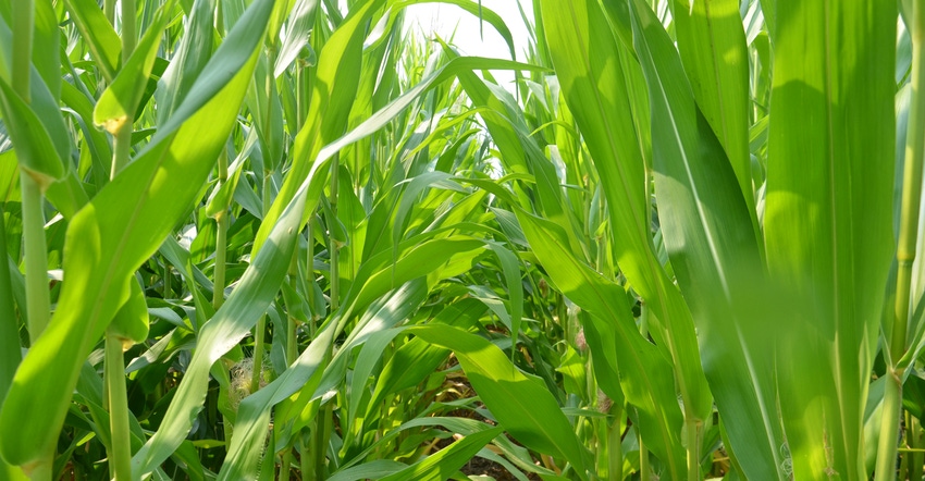 pale green stalks of corn
