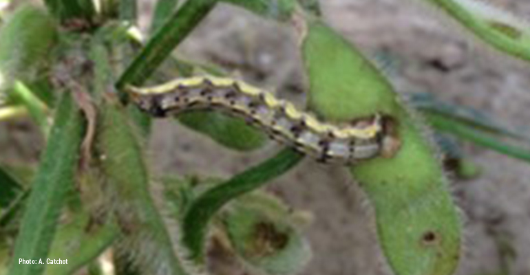 Watch out: Late-season soybean pests