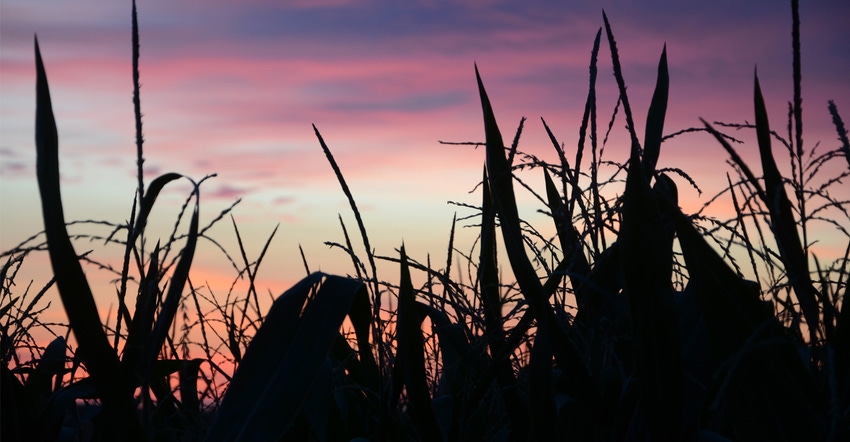 Corn plants silhouttes with sun setting in background