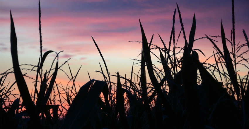 Corn plants silhouttes with sun setting in background Corn plants silhouttes with sun setting in background