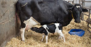 dairy cow and calf nursing