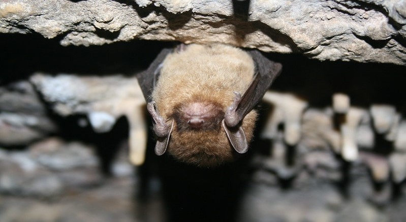WFP-USFWS-brown-bat.jpg
