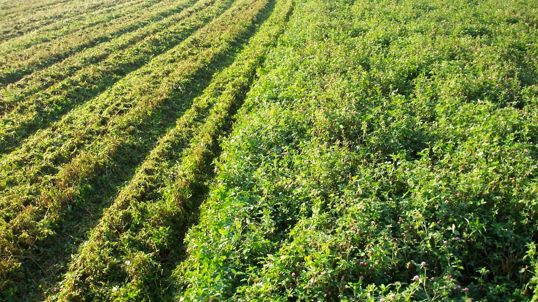 Don T Abandon Cover Crops After One Tough Year   0821T1 2641 1800x1012 