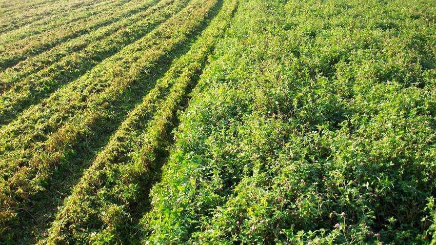  field of cover crops