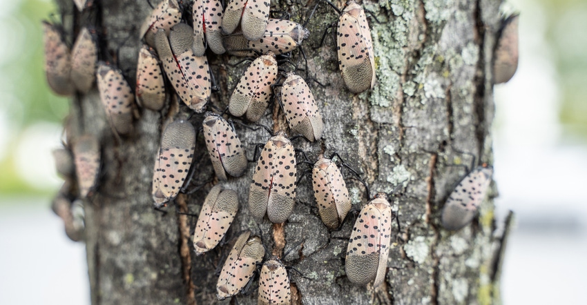 Spotted lanternfly infestation on tree in Pennsylvania
