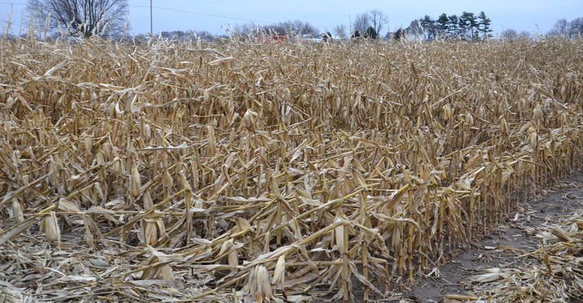 cornfield with signs of storm damage