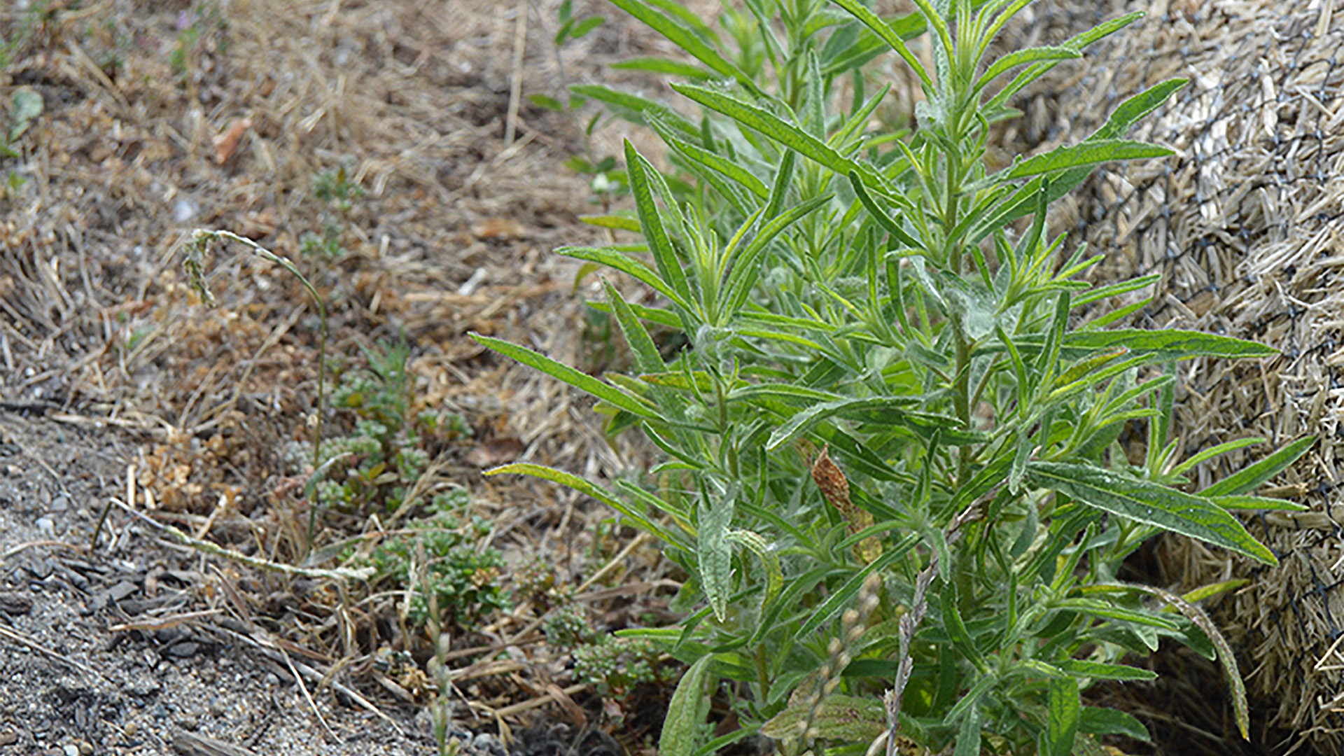 3 tips to control dicamba-resistant kochia