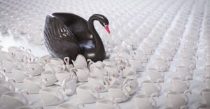 A large black swan amid a sea of smaller white swans
