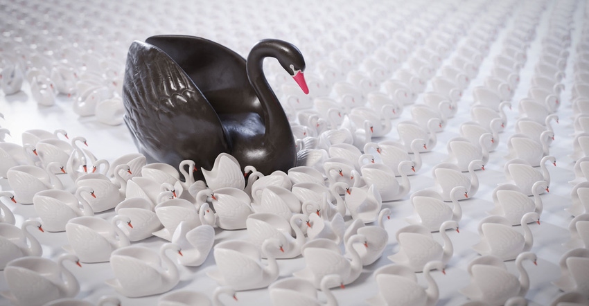A large black swan amid a sea of smaller white swans A large black swan amid a sea of smaller white swans