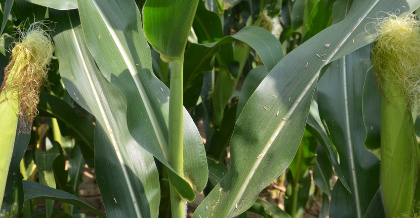 corn plants in field