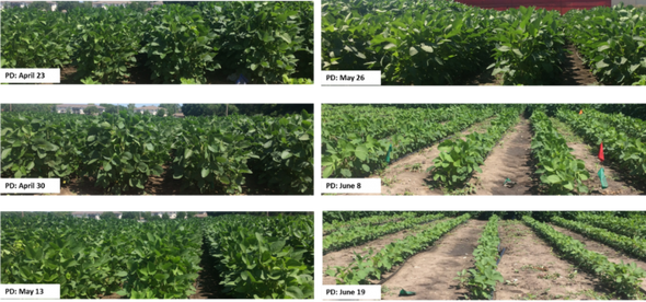 soybean canopy from early, mid and late planting dates