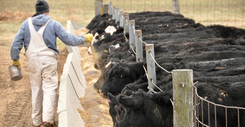 cows being fed