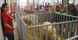 People looking at sheep in pen up close at county and state fair exhibits 