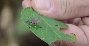 brown marmorated stinkbug on soybean leaf 