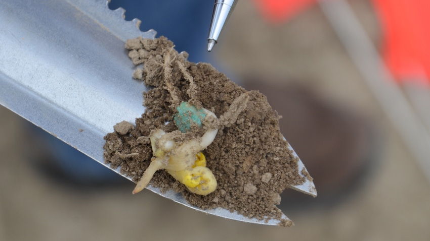 pen tip pointing to corn seedlings that were dug up lying on tip of trowel