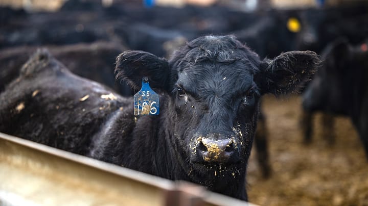 Tyson shuts down Illinois beef plant without warning