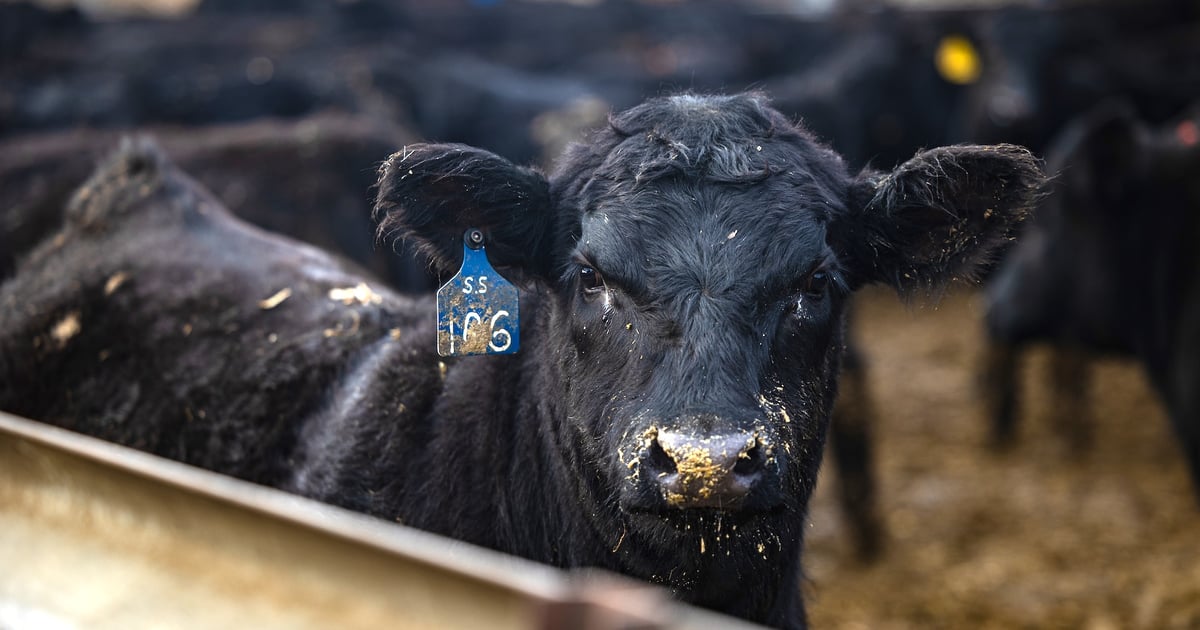 Tyson Foods Closes Illinois and Utah Beef Plants in Restructuring Move