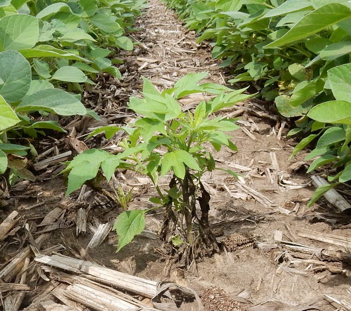 herbicide-application-ragweed-too-late-U-MN.jpg