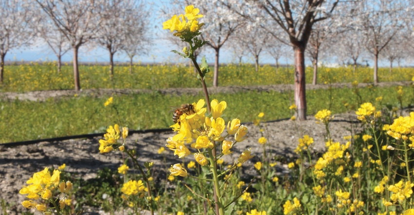 TNFP1119-PAM-bees.JPG TNFP1119-PAM-bees.JPG