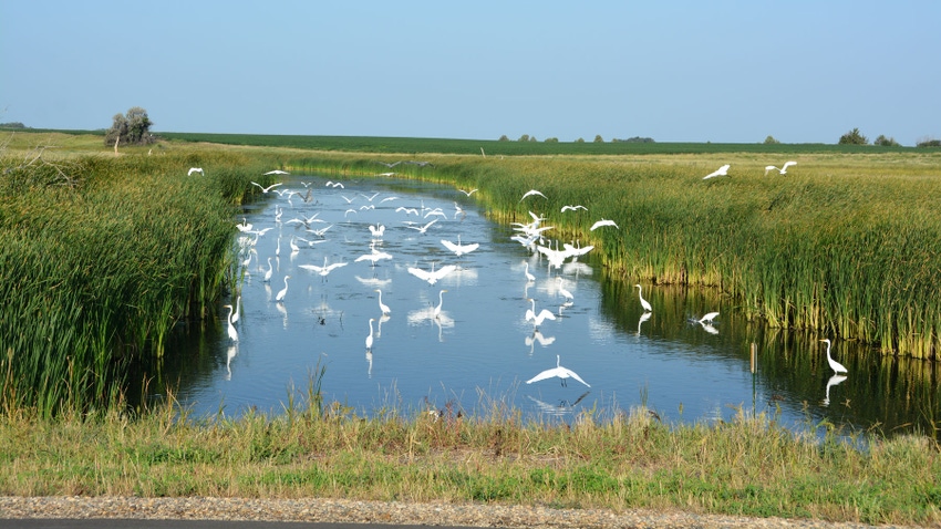 Flock of white herons visit rural wetlands