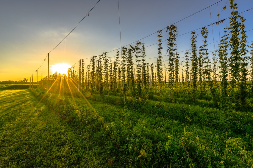 Field of ripe hops at sunset.
