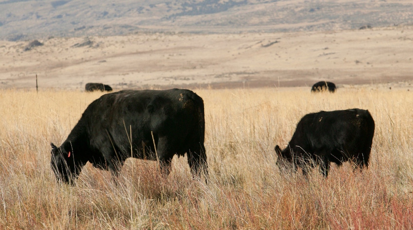 WFP-ARS-utah-cattle.jpg