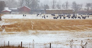 cattle grazing in winter pasture with snow