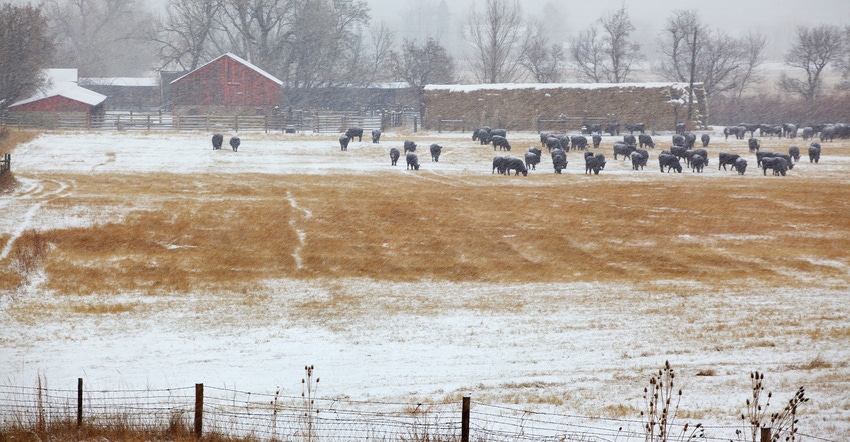 cattle grazing in winter pasture with snow