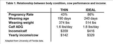 thin_cows_cost_money_2_636123194812862000.jpg