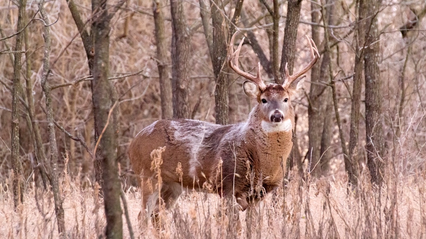 Deer in woods Deer in woods