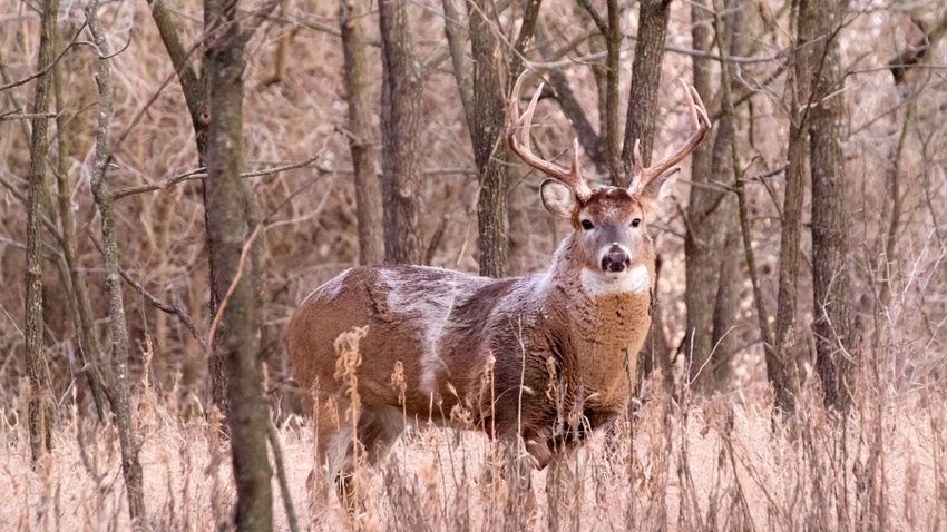 Deer in woods