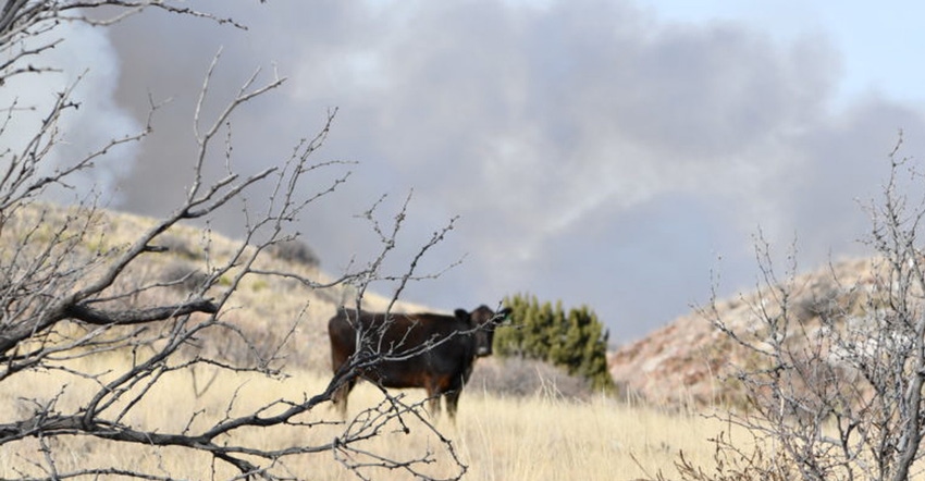 kay-ledbetter-cattle-burn.jpg kay-ledbetter-cattle-burn.jpg