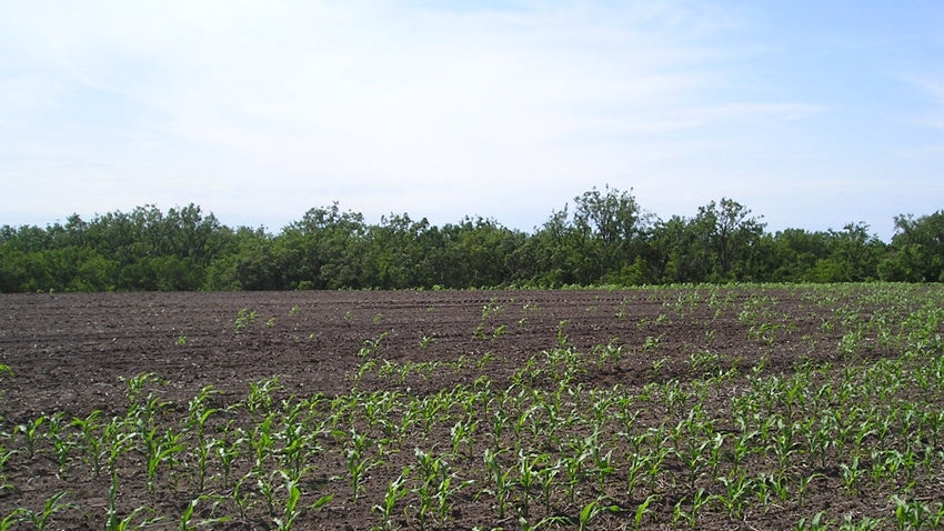 Field half-filled with plants damaged by black cutworm