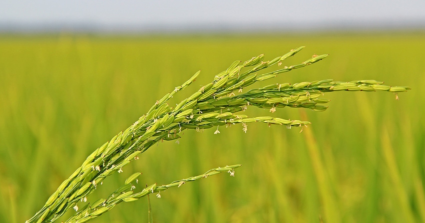 rice-heads-staff-dfp-2435.jpg rice-heads-staff-dfp-2435.jpg