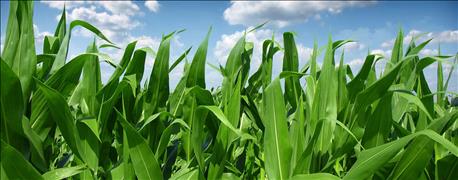 usda_corn_holds_75_good_excellent_soybeans_slip_70_1_636033318890514900.jpg