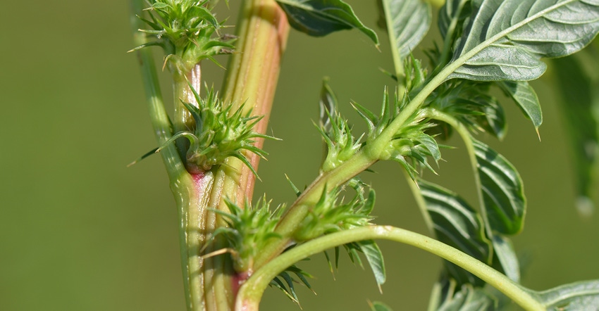Palmer amaranth closeup Palmer amaranth closeup