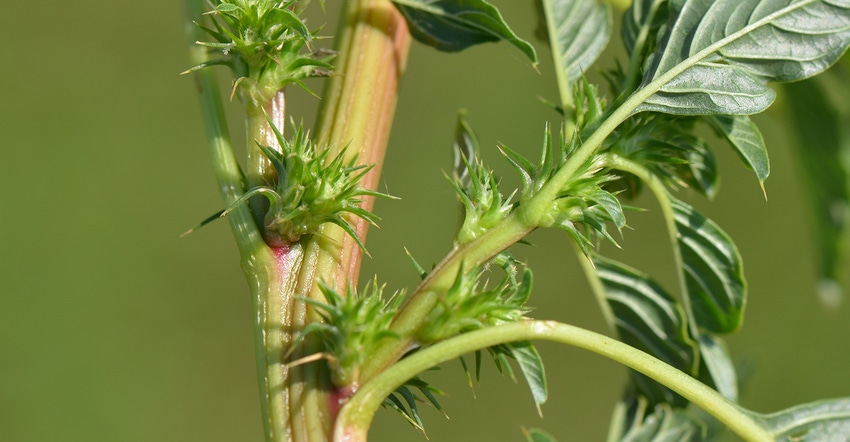 Palmer amaranth closeup