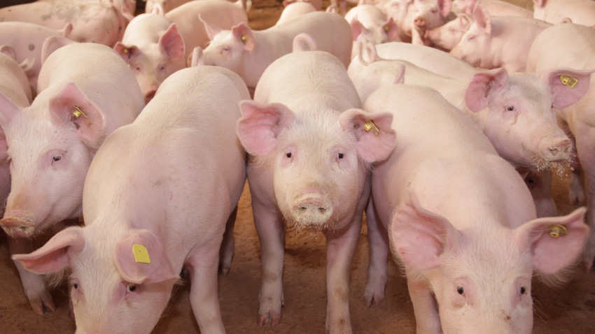 group of pigs group of pigs
