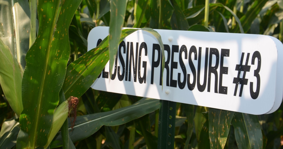 Closing wheel depth on planter matters, too