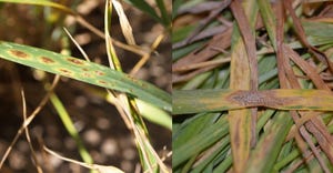 Tan spot (left) and Septoria leaf blotch (right) are the two most common fungal leaf spot diseases in wheat in Nebraska.