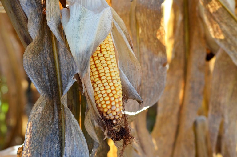A close up of an ear of corn in a field