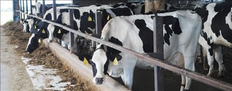 water_quality_does_impact_dairy_livestock_production_1_636147248412352000.jpg