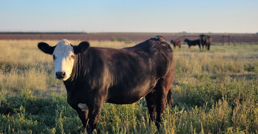 swfp-shelley-huguey-cattle-21.jpg swfp-shelley-huguey-cattle-21.jpg